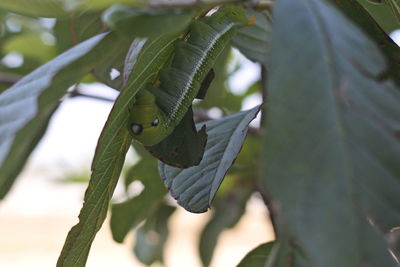 Close-up of fresh green leaves on plant