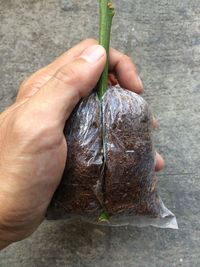 Cropped image of hand holding leaf