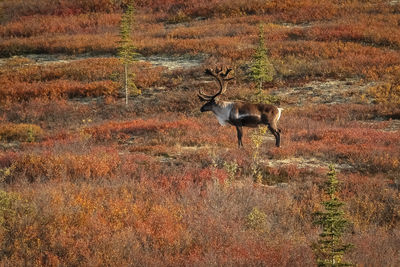 Reindeer standing on field