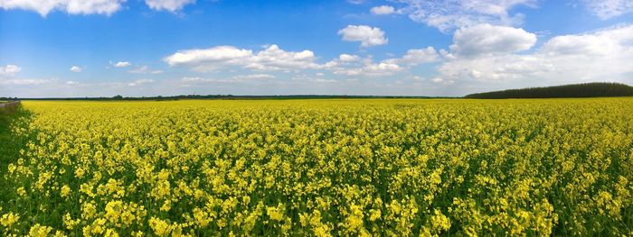 Scenic view of field against cloudy sky