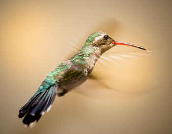 Close-up of bird flying