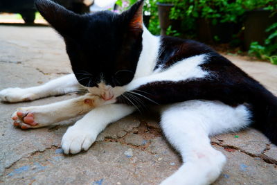 Close-up of cat lying on footpath