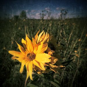 Close-up of yellow flower