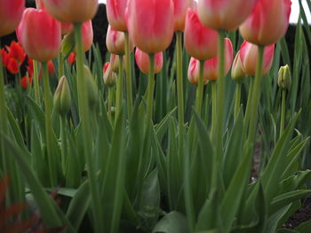 Close-up view of flowers