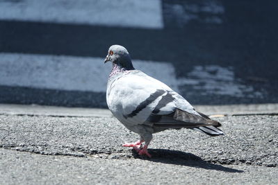 Close-up of seagull perching on wall