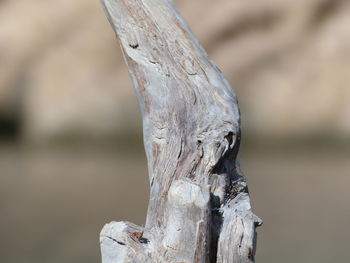 Close-up of tree trunk