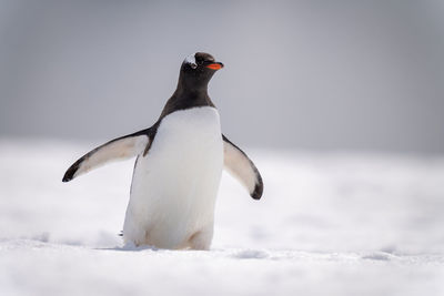 Gentoo penguin crosses snowy slope in sunshine