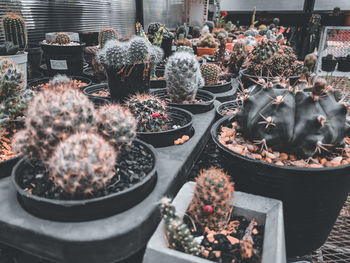 High angle view of potted plants for sale at market