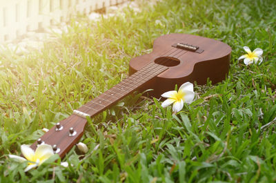 Close-up of flower on field