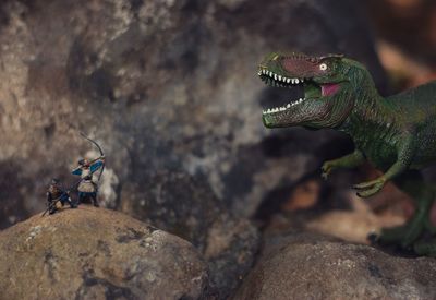 Close-up of lizard on rock