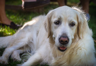 Close-up portrait of dog relaxing outdoors
