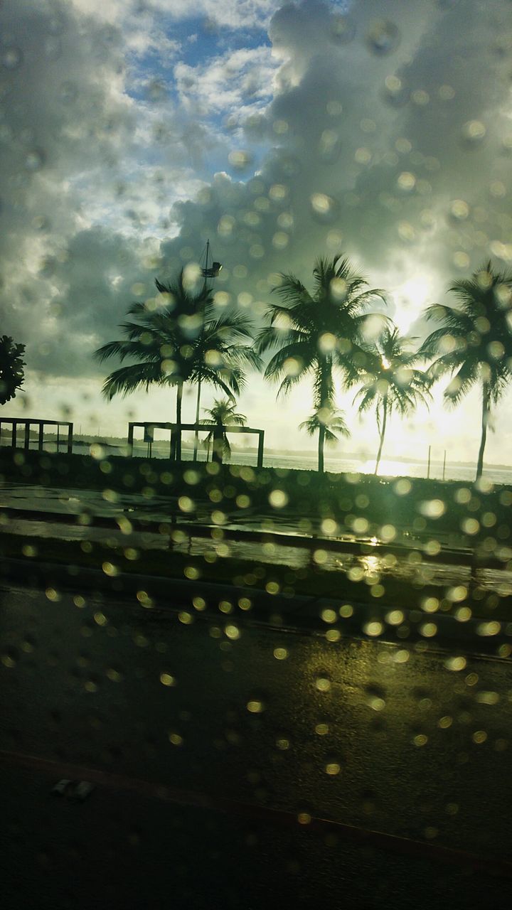 tree, palm tree, plant, sky, tropical climate, cloud - sky, nature, no people, day, outdoors, beauty in nature, growth, tranquility, scenics - nature, transportation, water, sunlight, road, street