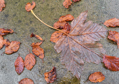 High angle view of maple leaves on street