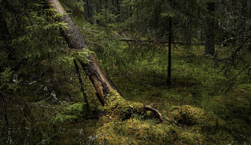 Fallen tree in forest