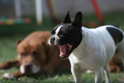 French bulldog yawning on field