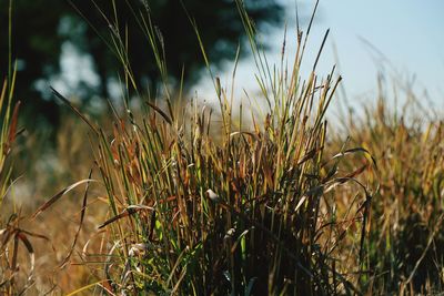 Close-up of crops growing on field against sky