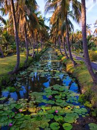 Scenic view of palm trees against sky