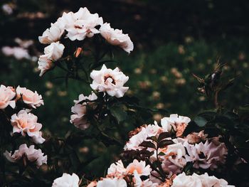 Close-up of white flowers blooming outdoors