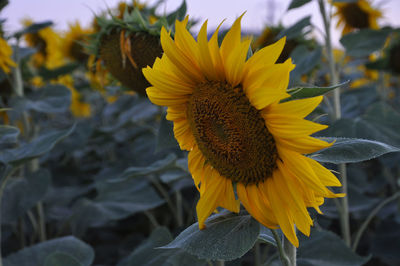 Close-up of sunflower