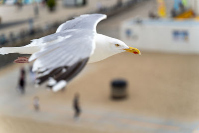 Close-up of seagull flying