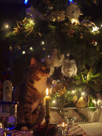 Illuminated christmas tree at night