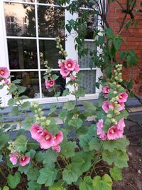 Pink flowers blooming by window