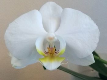 Close-up of white flower