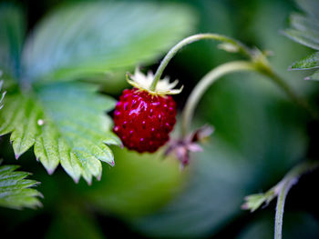 Close-up of strawberries on plant