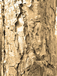 Full frame shot of tree trunk