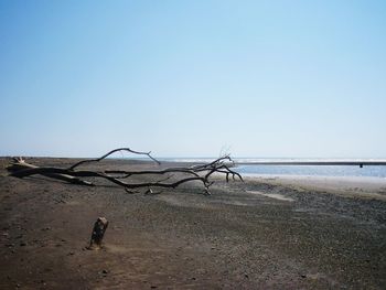 Driftwood on beach against clear sky