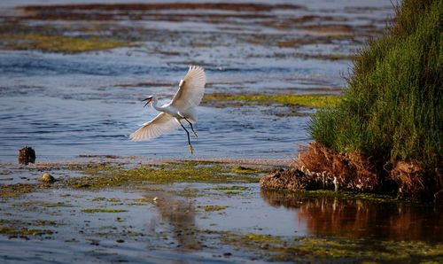 Bird flying over lake