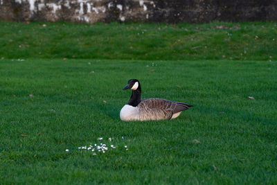 High angle view of a bird on field