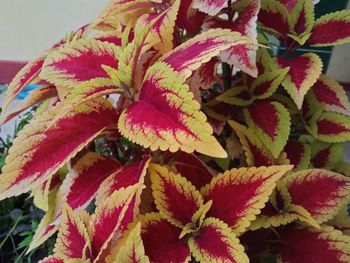 High angle view of red flowering plant