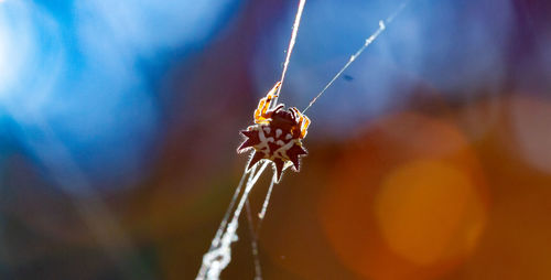 Close-up of jewel spider on its web at sunrise