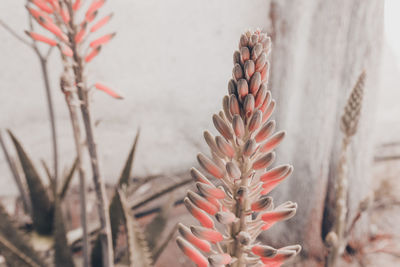 Close-up of flowers against blurred background