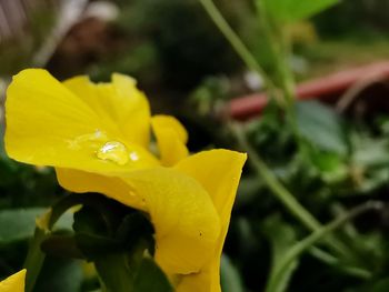 Close-up of yellow rose flower