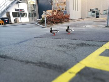 Birds perching on road
