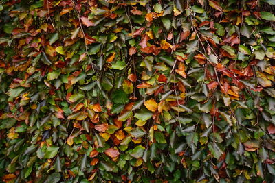 Full frame shot of plants during autumn