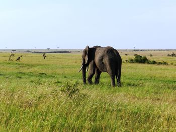 Horses grazing in a field