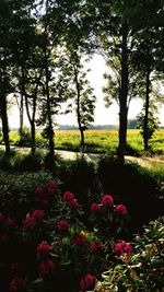 Flowering plants and trees on field