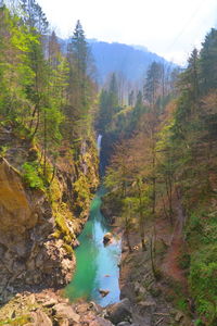 Scenic view of river amidst trees in forest