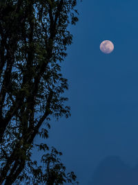 Low angle view of trees against sky