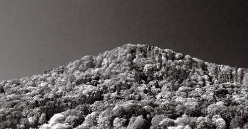 Low angle view of plants against mountain