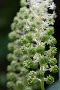 Close-up of green plant