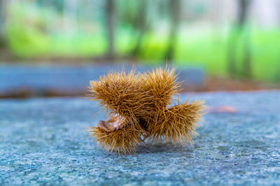 Close-up of dry chestnut shell on walkway