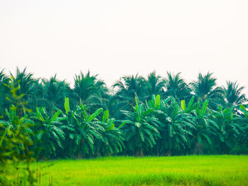 Scenic view of agricultural field against clear sky