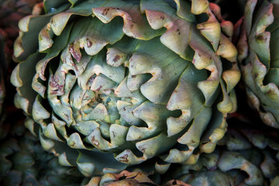 Full frame shot of green leaves