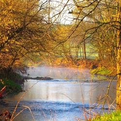 Stream in forest