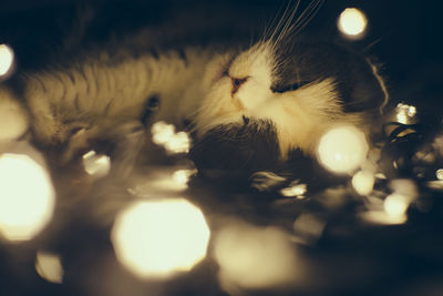 Close-up of cat at night