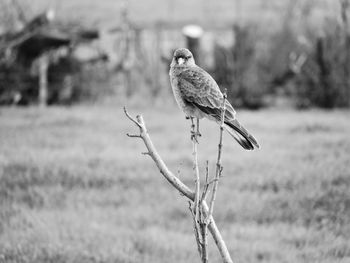 Close-up of bird perching on field